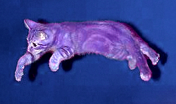 purplecat